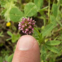 Trifolium ciliolatum