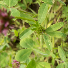 Trifolium ciliolatum