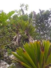 Vriesea macrostachya