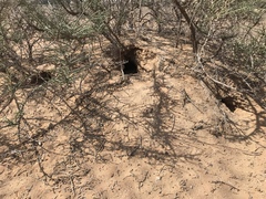 Arabian Jird photo 3