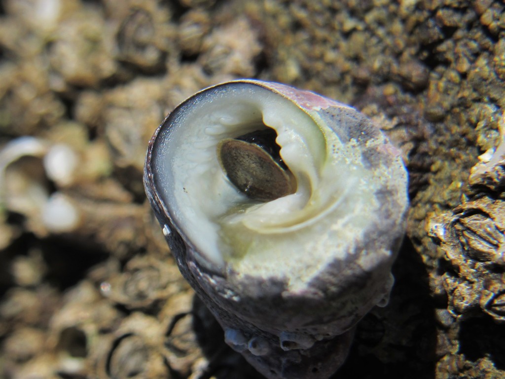 Tegula tridentata