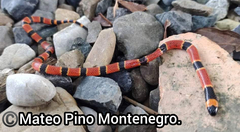 Micrurus nigrocinctus nigrocinctus