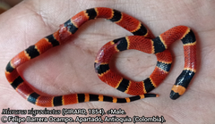 Micrurus nigrocinctus nigrocinctus