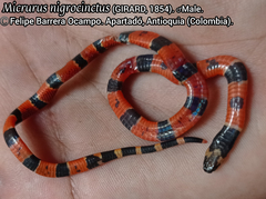 Micrurus nigrocinctus nigrocinctus