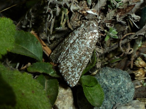 Compsoptera anargyra