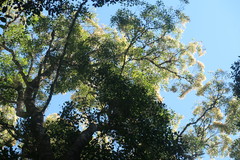 Olea capensis macrocarpa