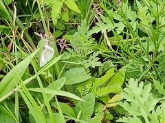 Zornia diphylla