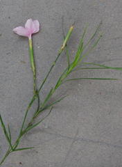 Dianthus zeyheri