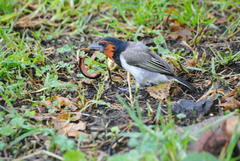 Lybius torquatus torquatus