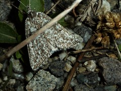 Compsoptera jourdanaria
