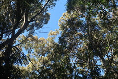 Olea capensis macrocarpa