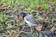 Lybius torquatus torquatus