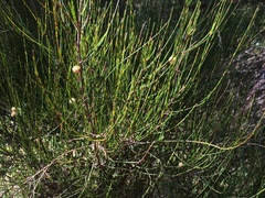 Allocasuarina paradoxa