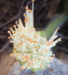 Haemanthus albiflos