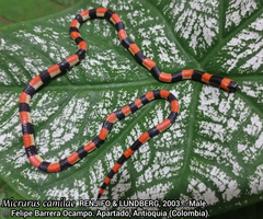Micrurus camilae
