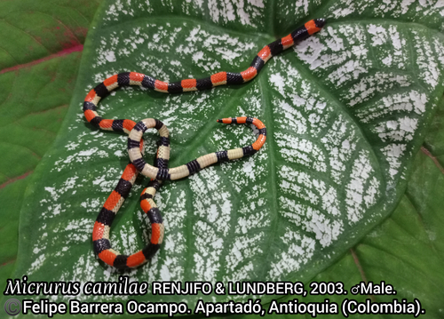 Photo of a Camila's Coralsnake (Micrurus camilae)
