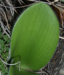 Haemanthus albiflos