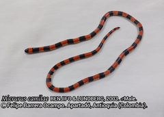 Micrurus camilae