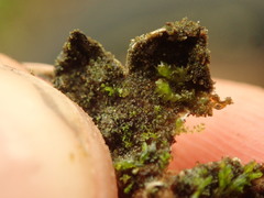 Peltigera ulcerata