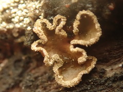 Peltigera ulcerata
