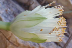 Haemanthus albiflos