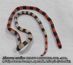 Micrurus camilae