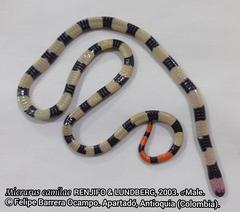 Micrurus camilae