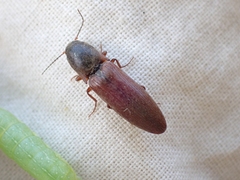 Agriotes ferrugineipennis