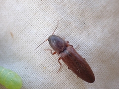 Agriotes ferrugineipennis