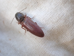 Agriotes ferrugineipennis