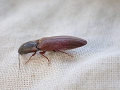 Agriotes ferrugineipennis