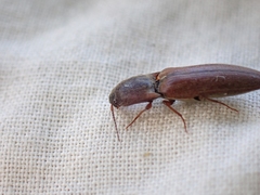 Agriotes ferrugineipennis