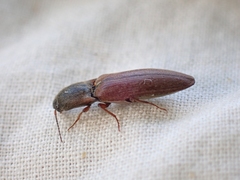 Agriotes ferrugineipennis
