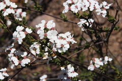 Eriocephalus aromaticus