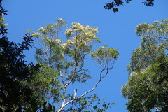 Olea capensis macrocarpa