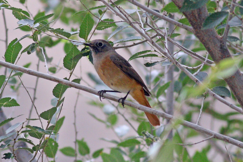Black Redstart