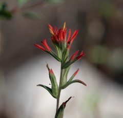 Castilleja montigena