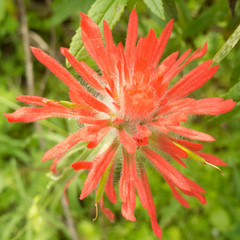 Castilleja affinis affinis