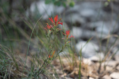 Castilleja montigena
