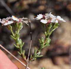 Eriocephalus aromaticus