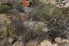 Eriocephalus aromaticus