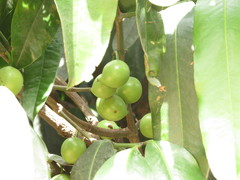 Garcinia xanthochymus