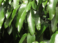 Garcinia xanthochymus