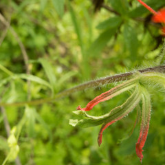 Castilleja affinis affinis