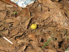 Garcinia xanthochymus