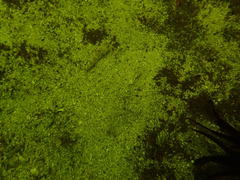 Caffrogobius nudiceps