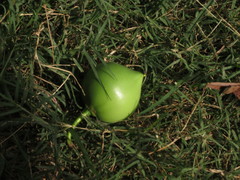 Garcinia xanthochymus