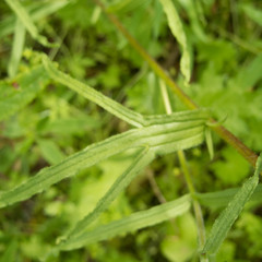 Castilleja affinis affinis