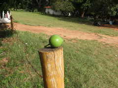 Garcinia xanthochymus