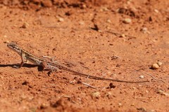 Ctenophorus isolepis